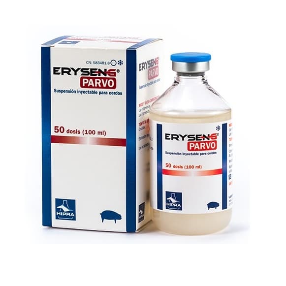 Eryseng parvo 1a